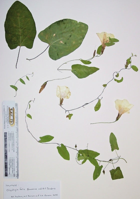 Calystegia felix Provance & A.C. Sanders, sp. nov. Th e holotype, A.C. Sanders & M.C. and T.A. Provance 40174 (UCR [UCR-246125]). Th e flowering branchlets are from a single ramet (Photo M. C. Provance, 2011)
