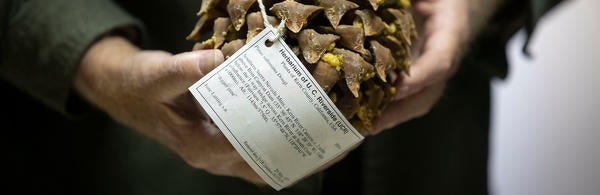 Pine cone