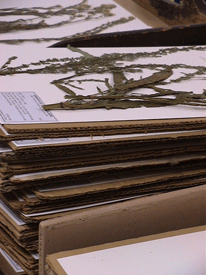 Herbarium specimens almost ready