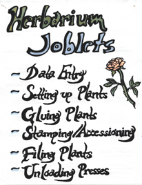 Herbarium jobs outline