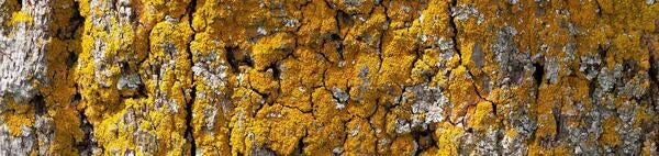 Lichen / pixabay.com